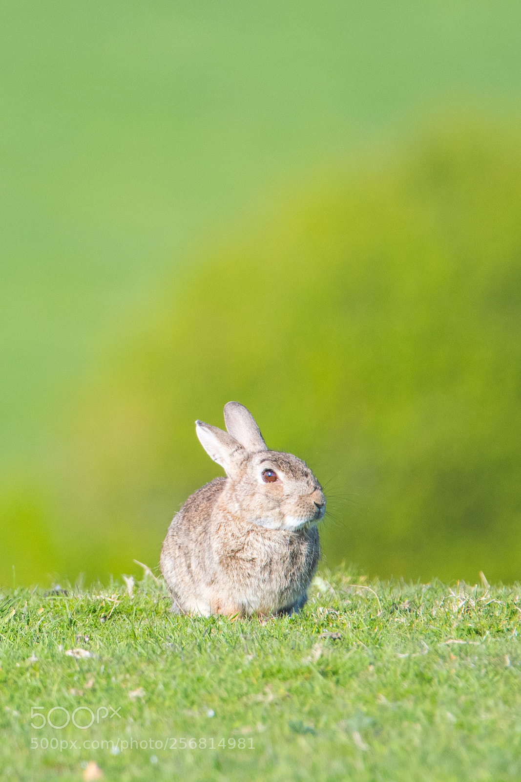 Nikon D500 sample photo. Rabbit photography