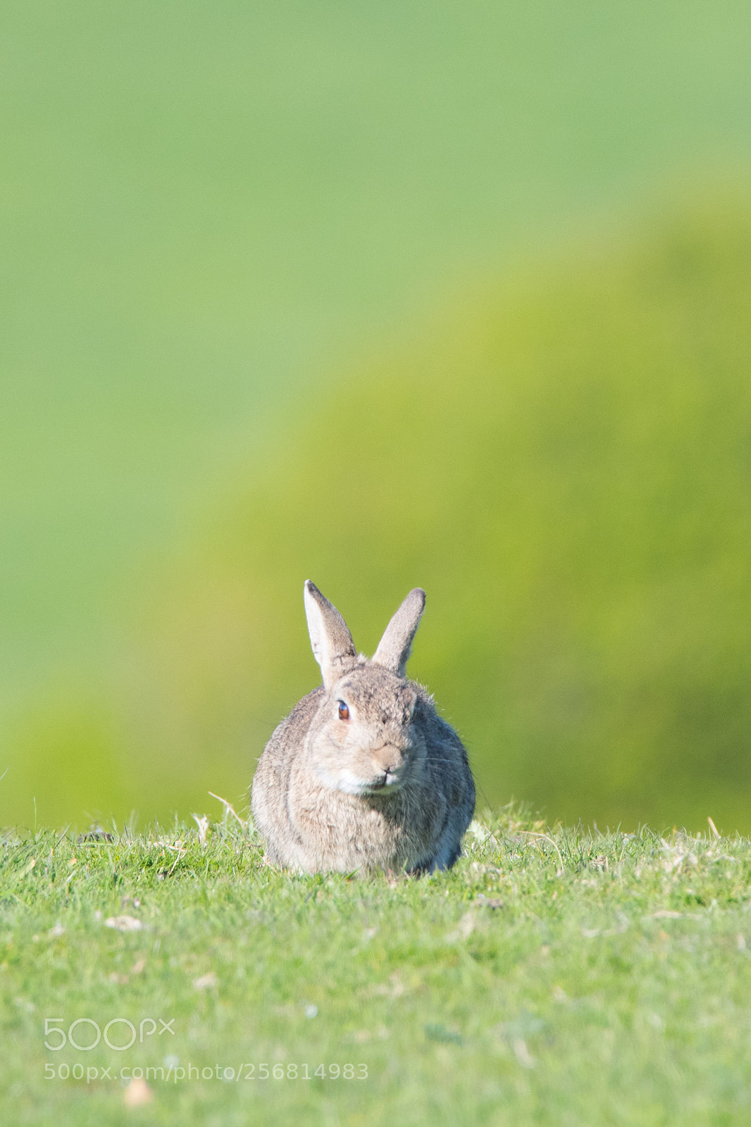 Nikon D500 sample photo. Rabbit photography