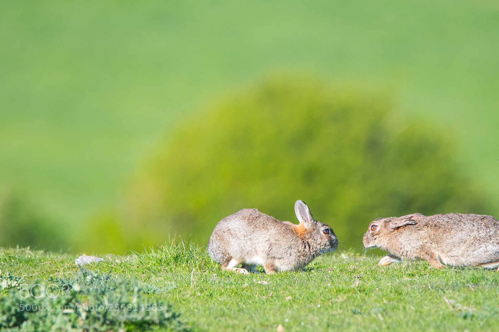 Nikon D500 sample photo. Rabbit photography