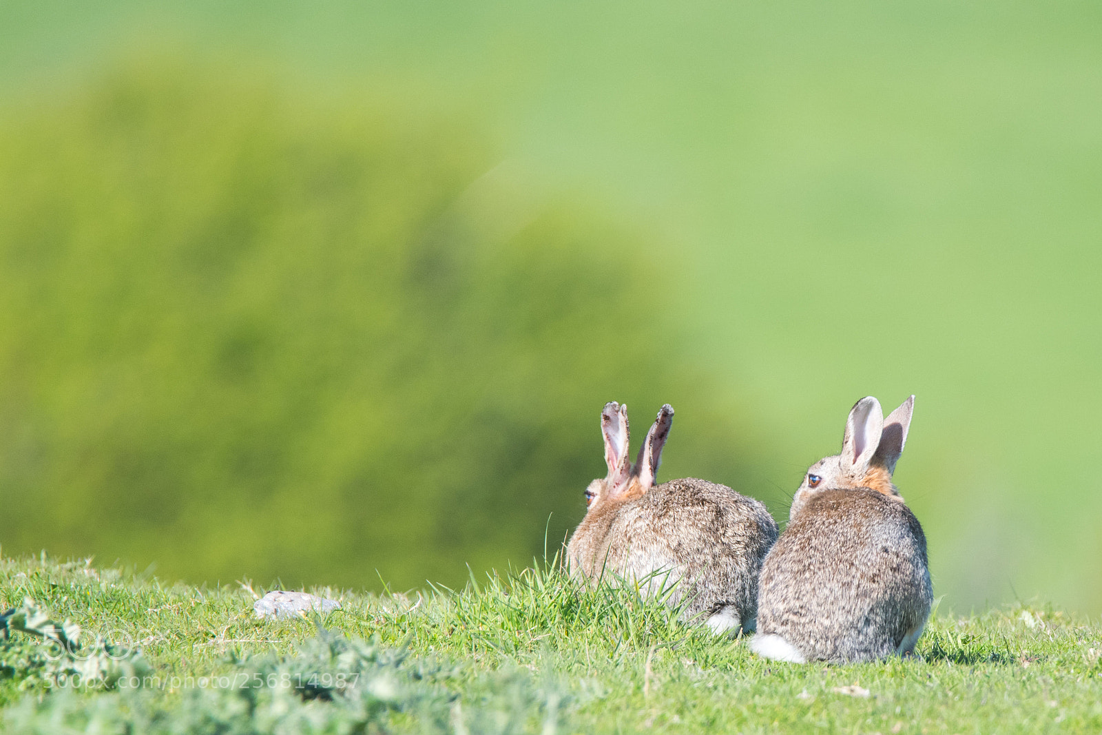 Nikon D500 sample photo. Rabbit couple photography