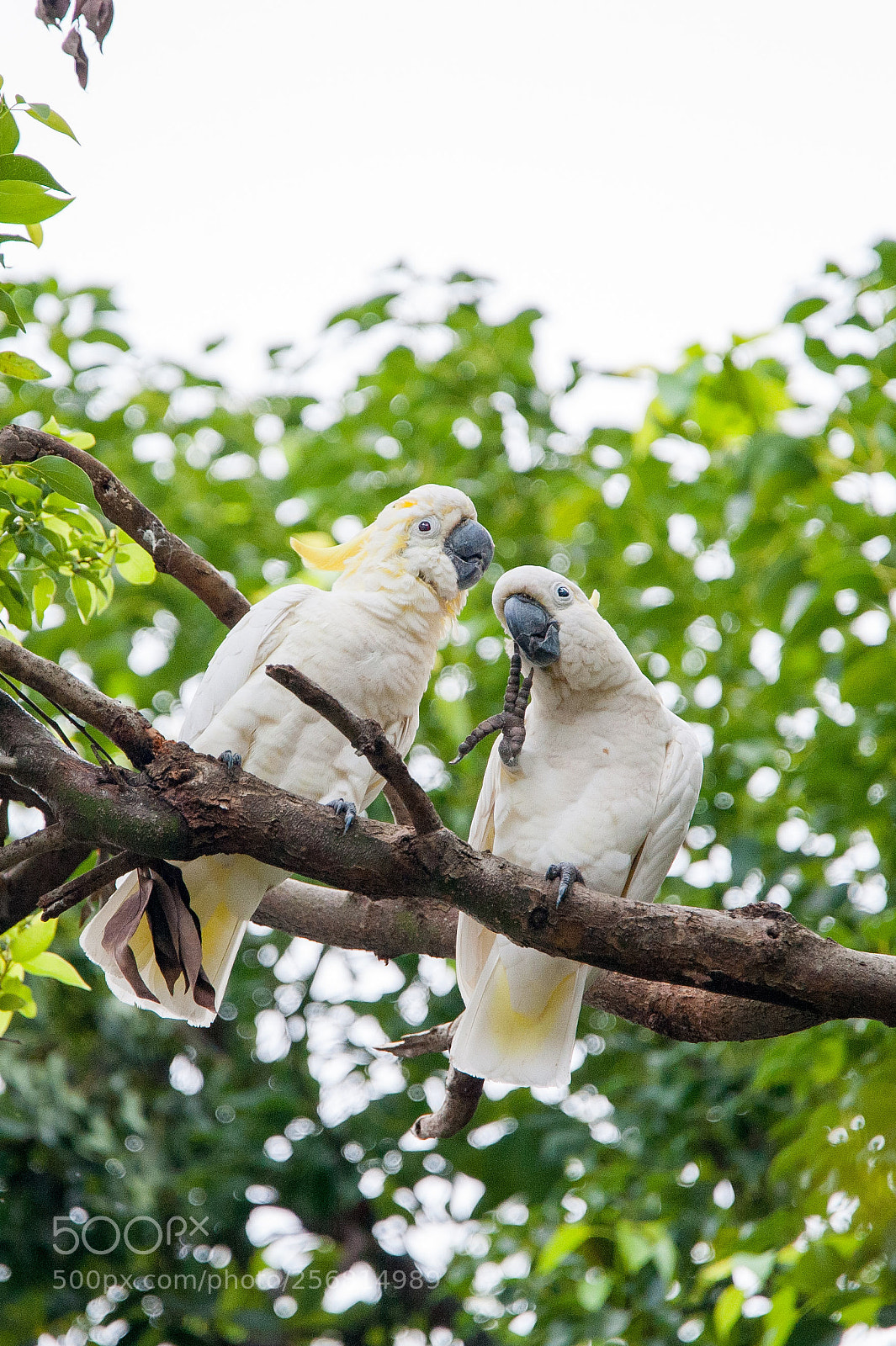 Nikon D700 sample photo. Animal love photography