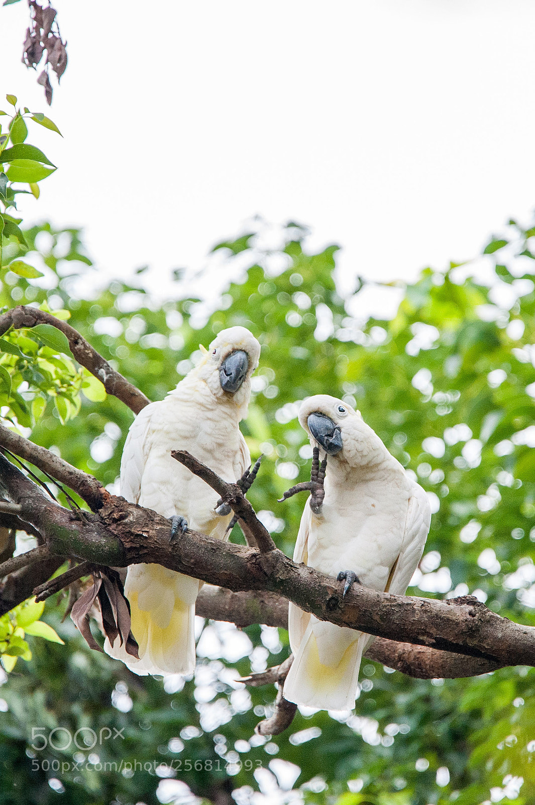 Nikon D700 sample photo. Greeting from cockatoo photography