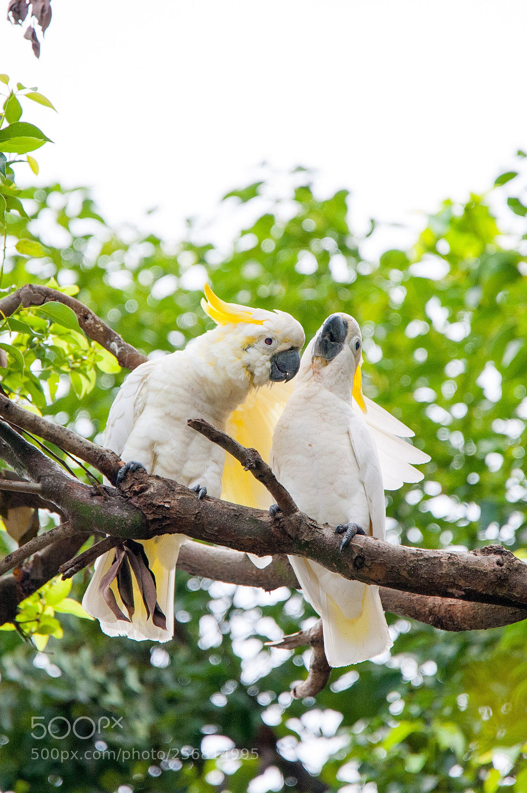 Nikon D700 sample photo. Yellow crested cockatoo photography