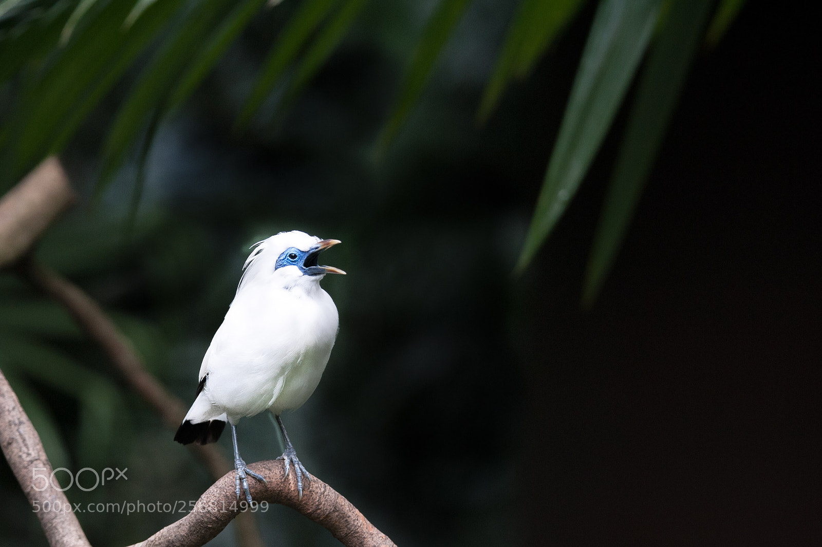 Nikon D700 sample photo. Bali myna photography