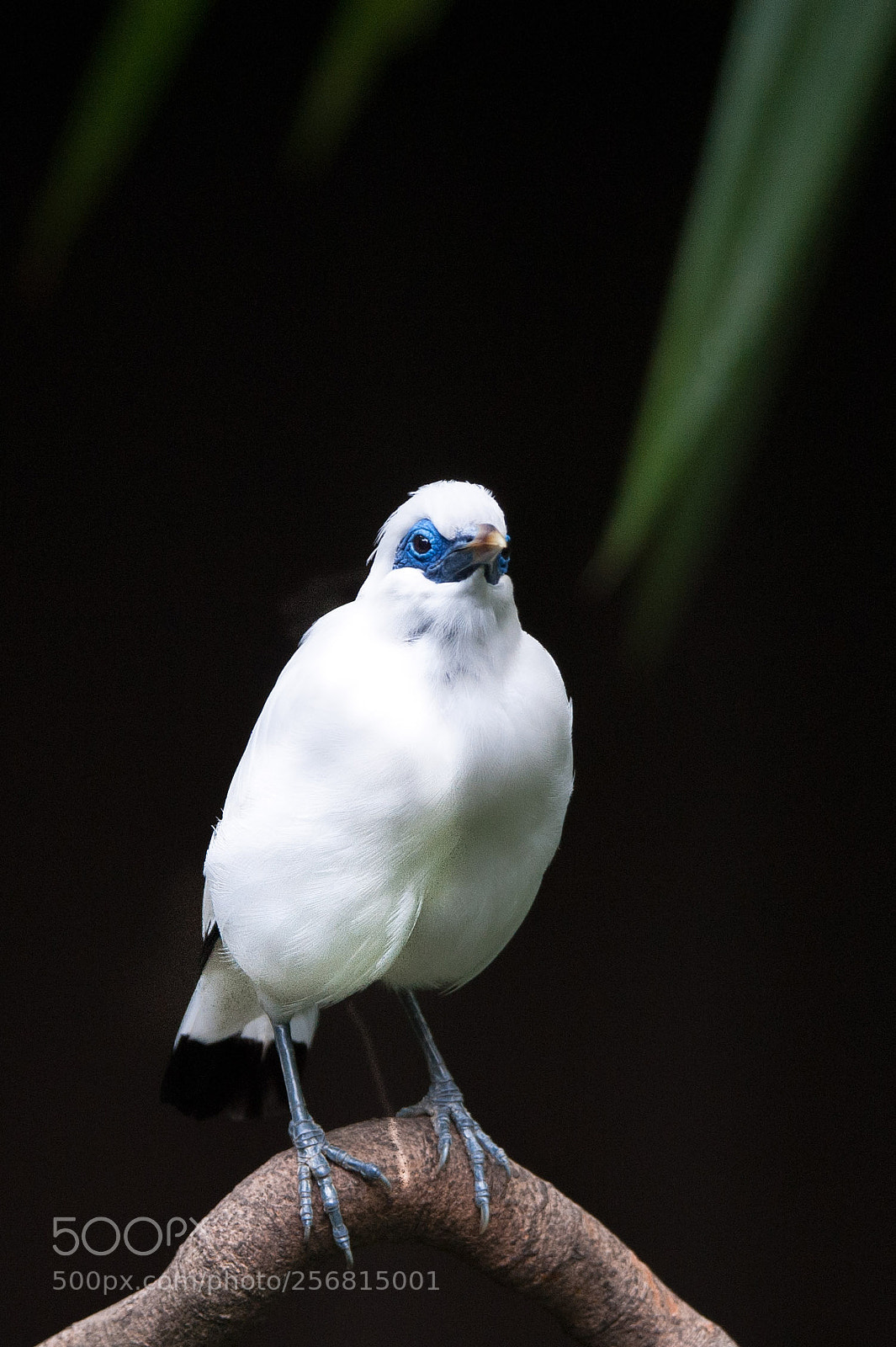 Nikon D700 sample photo. Bali myna photography