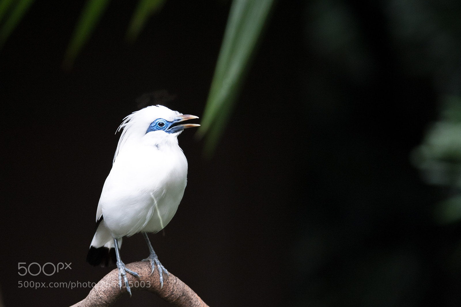 Nikon D700 sample photo. Bali myna photography
