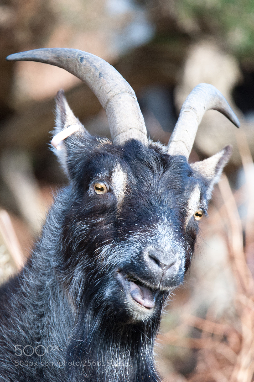 Nikon D700 sample photo. Wild goat in exmoor photography