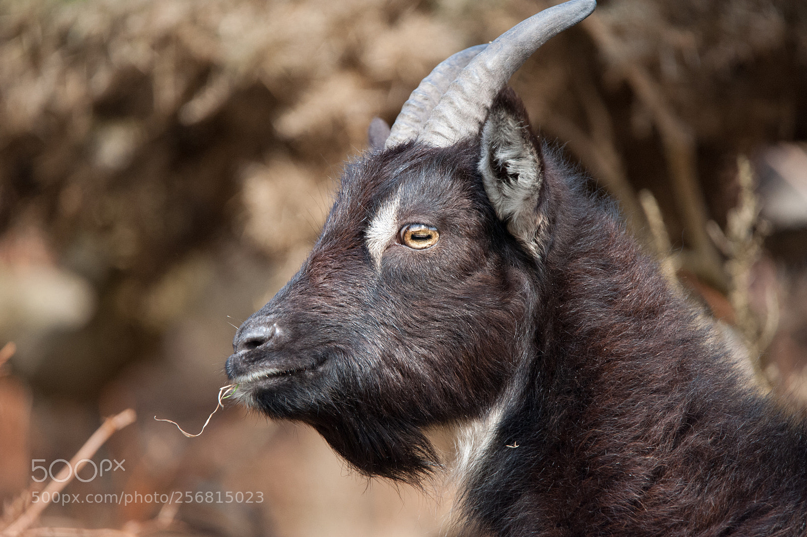 Nikon D700 sample photo. Wild goat in exmoor photography