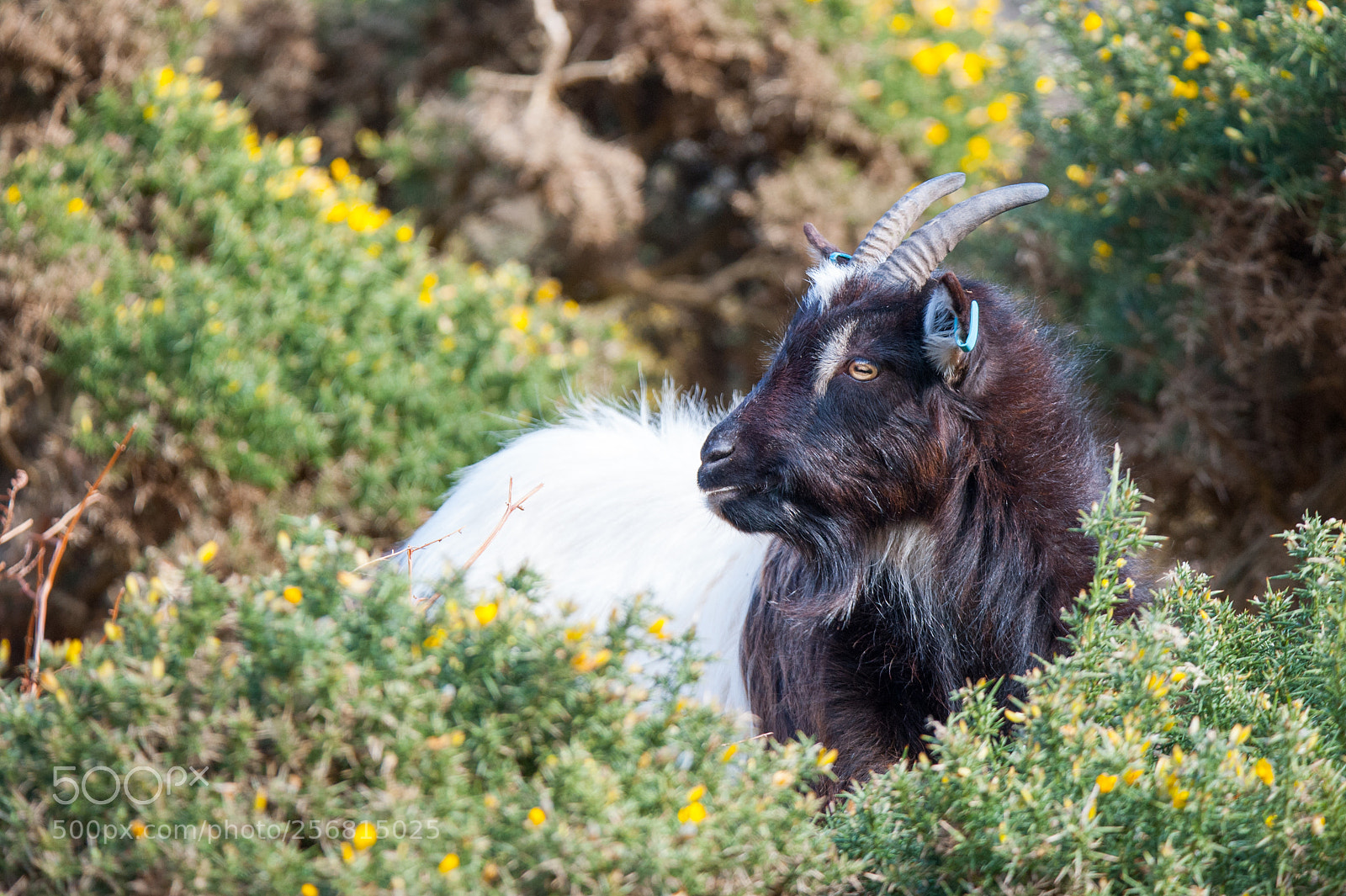Nikon D700 sample photo. Wild goat in exmoor photography
