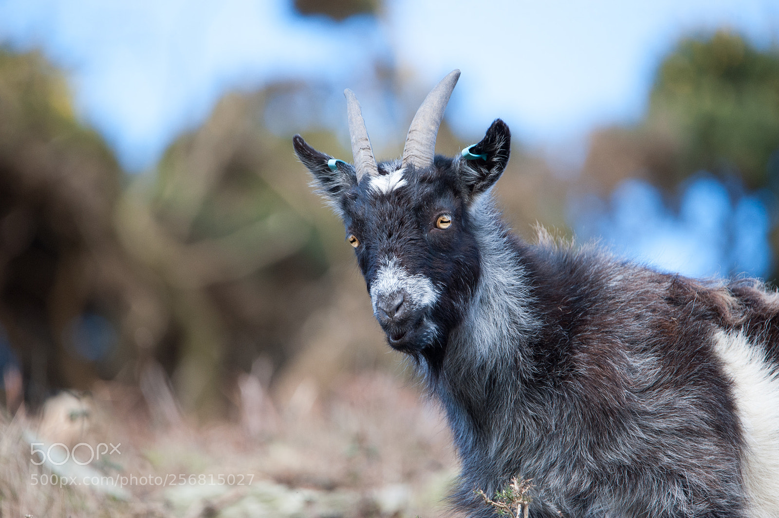 Nikon D700 sample photo. Wild goat in exmoor photography