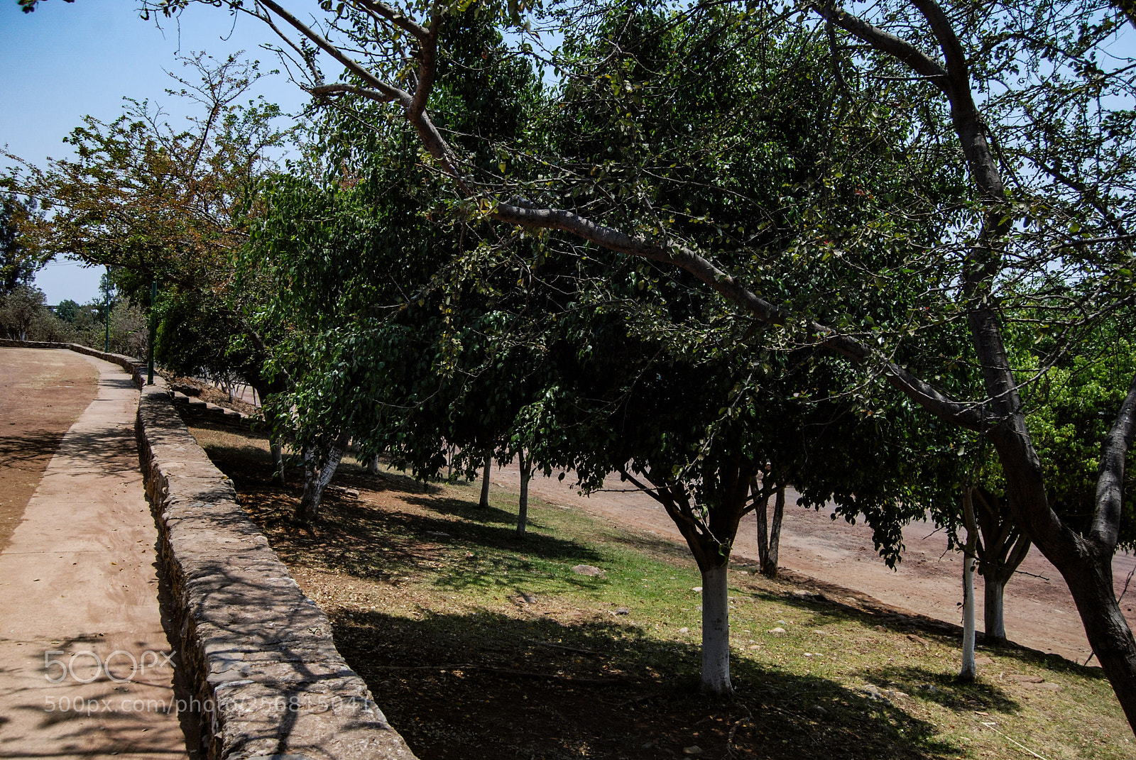 Nikon D40X sample photo. Tree photography
