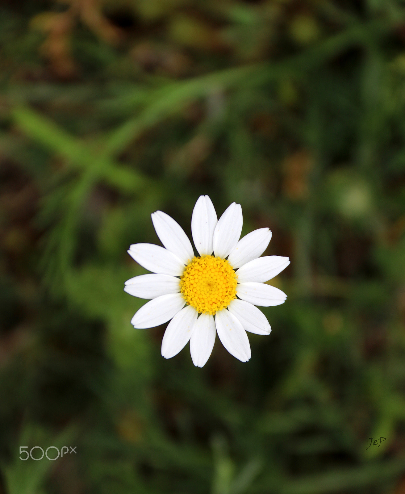 Canon EOS 760D (EOS Rebel T6s / EOS 8000D) sample photo. He loves me, he loves me not... photography