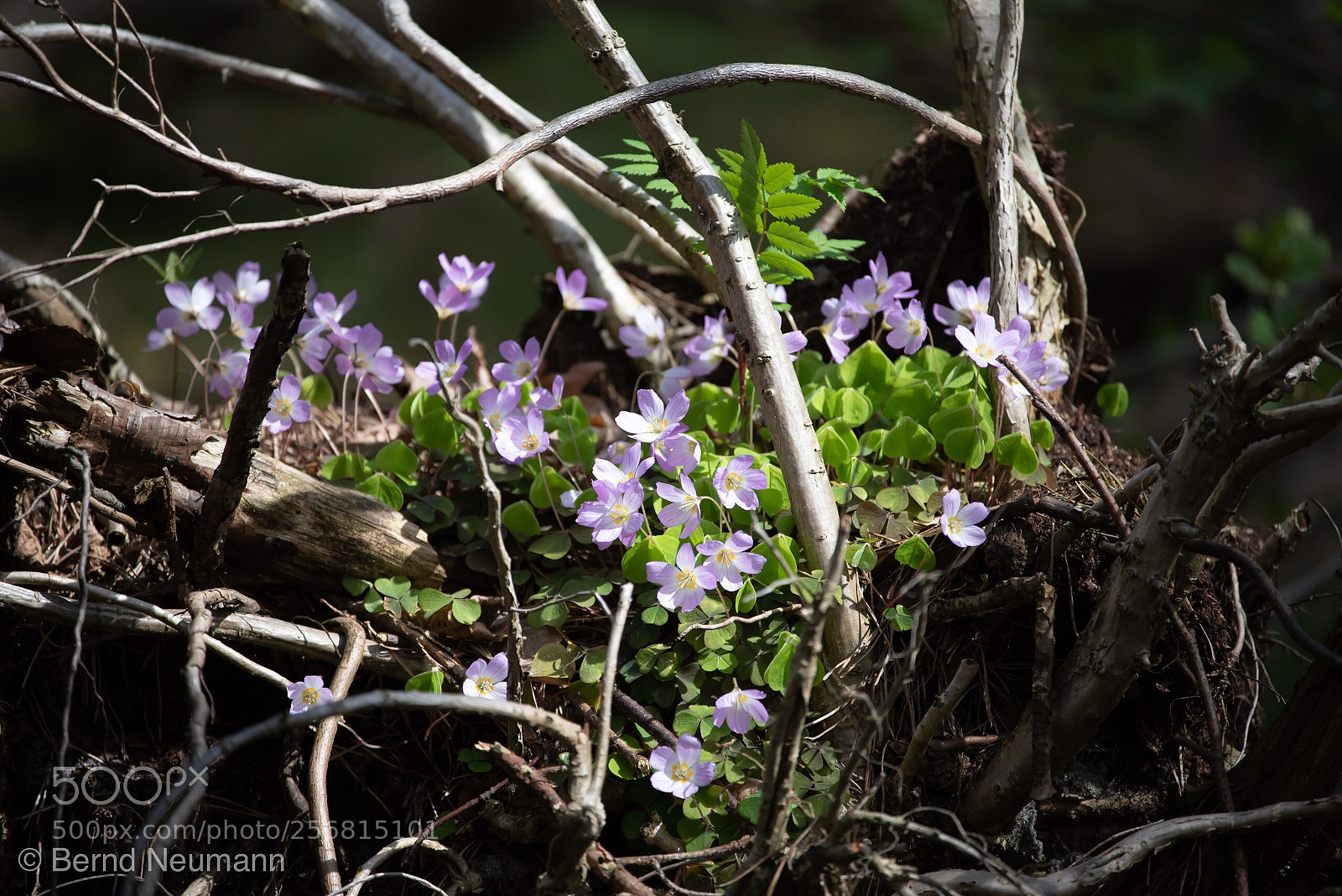 Nikon D750 sample photo. Wildflower photography