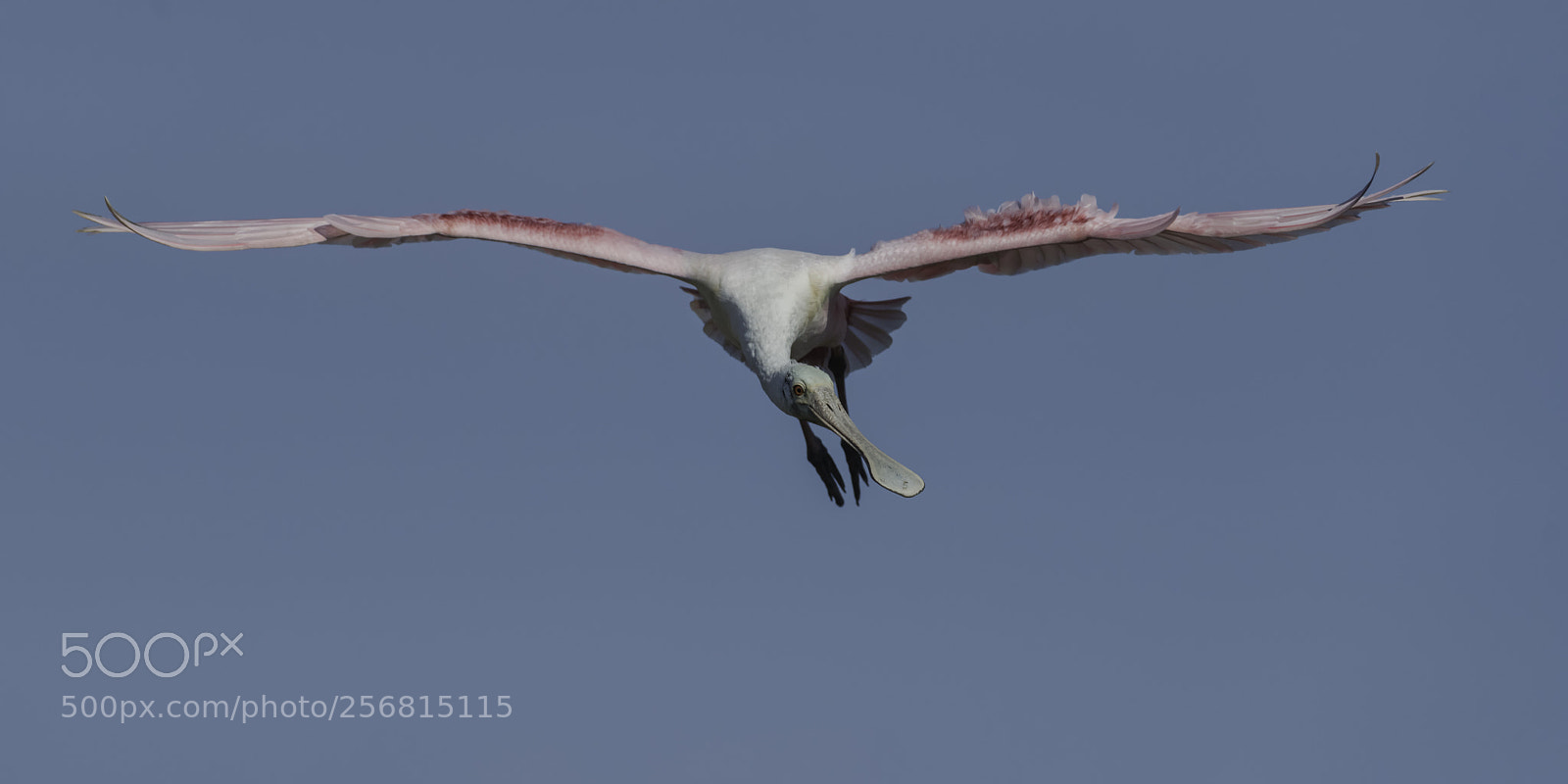 Nikon D850 sample photo. A spoonbill photography