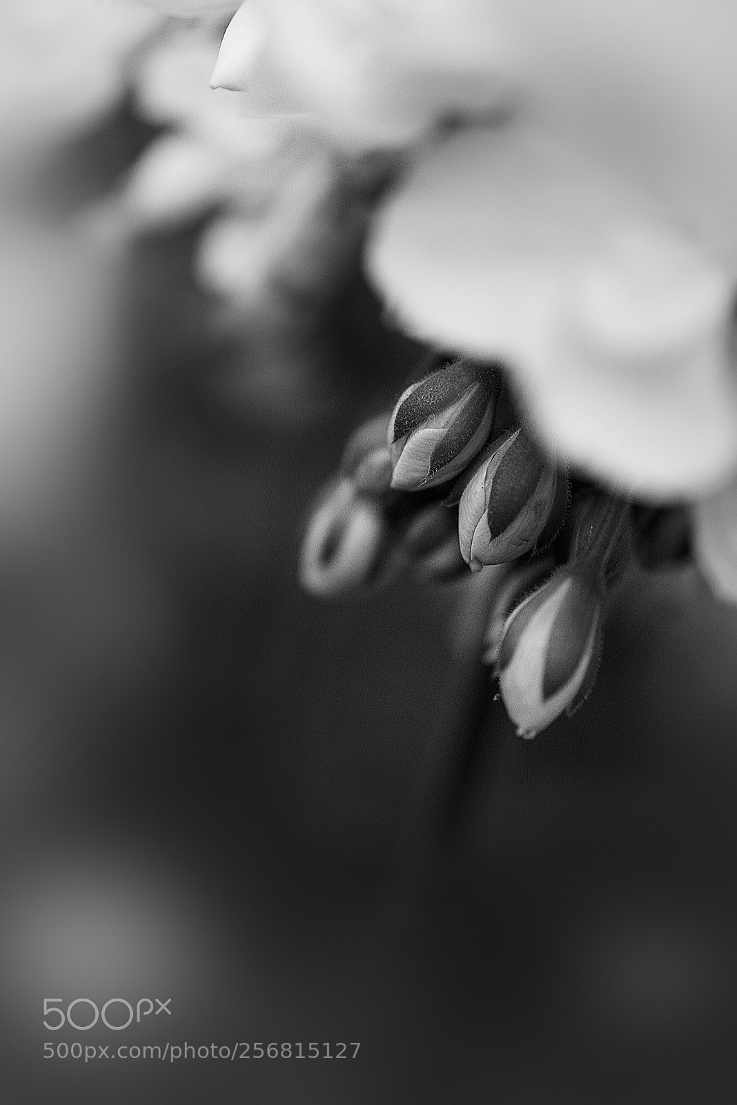Nikon D810 sample photo. Details photography