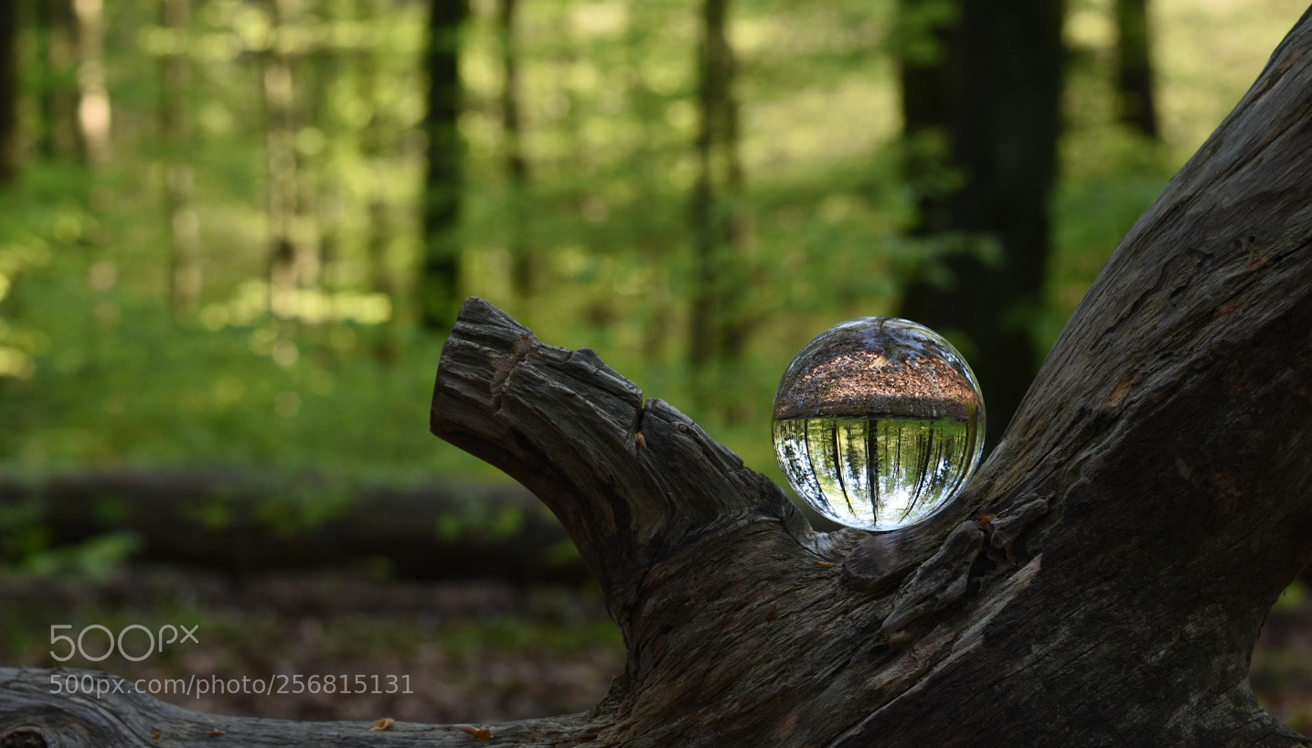 Nikon D7200 sample photo. Lensball in the forest photography