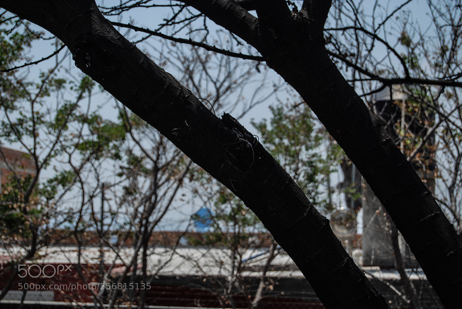 Nikon D40X sample photo. Black photography
