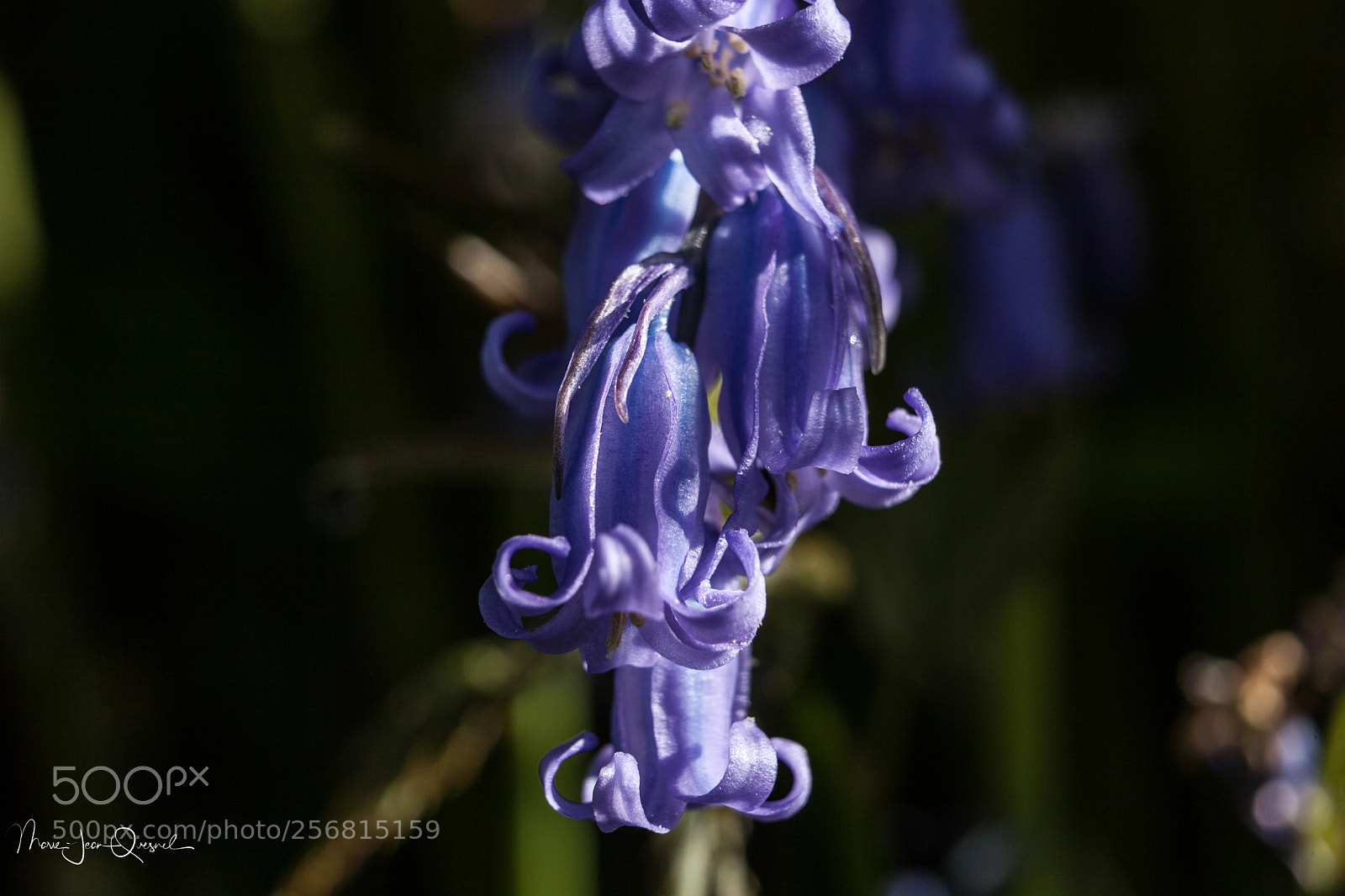 Canon EOS 5D Mark II sample photo. Jacinthes sauvages. tout comme photography