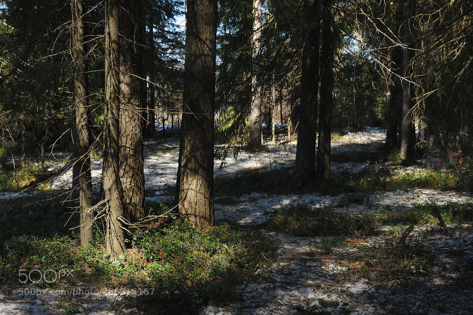 Nikon D700 sample photo. Spring in the coniferous photography