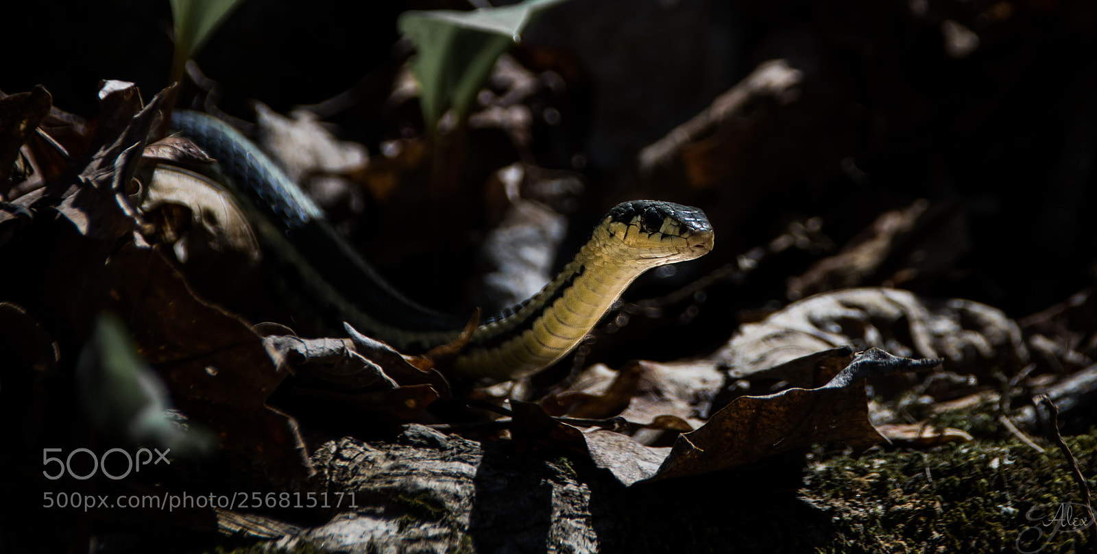 Nikon D7100 sample photo. Sneaky snakey photography