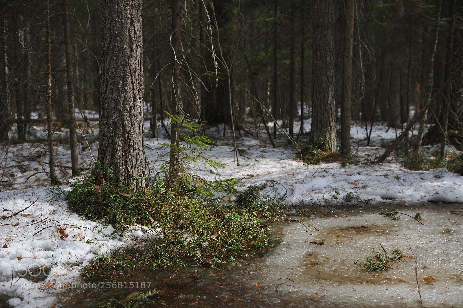 Nikon D700 sample photo. Spring in the coniferous photography
