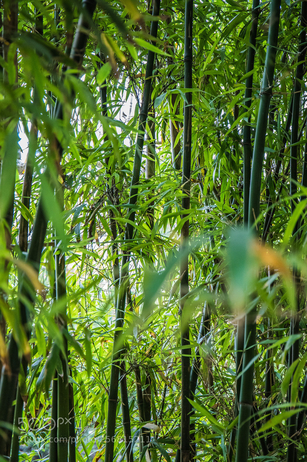 Canon EOS 6D Mark II sample photo. Verdant photography