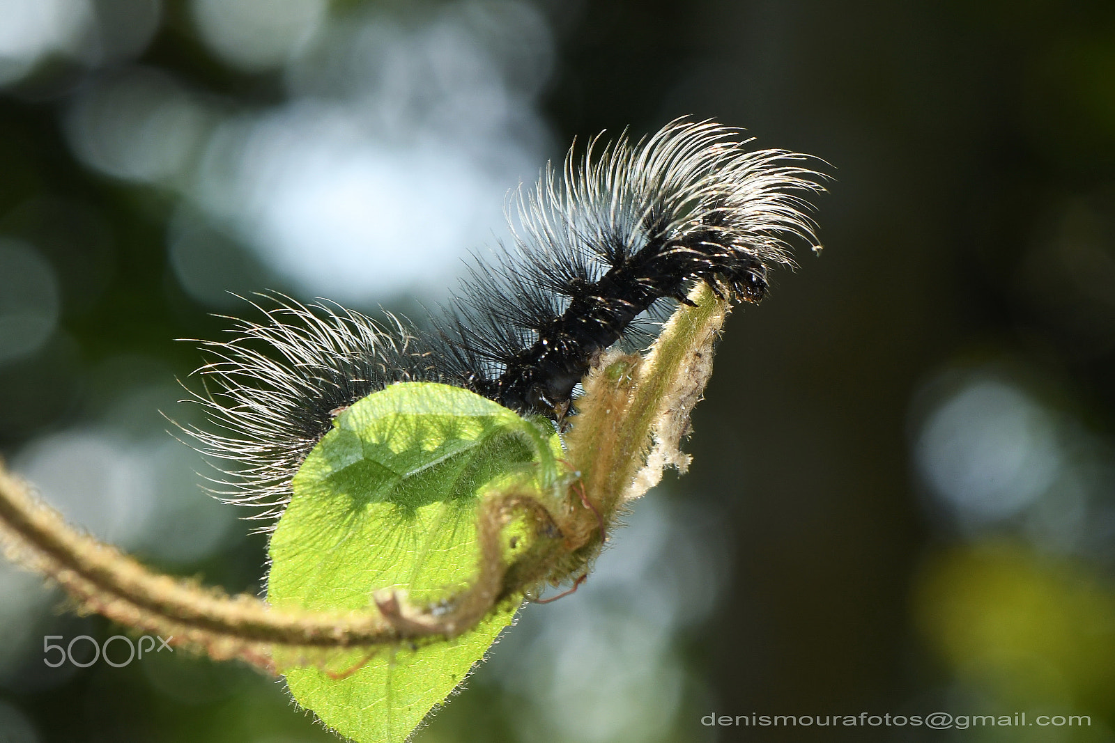 Nikon AF-S Micro-Nikkor 105mm F2.8G IF-ED VR sample photo. Lagarta photography