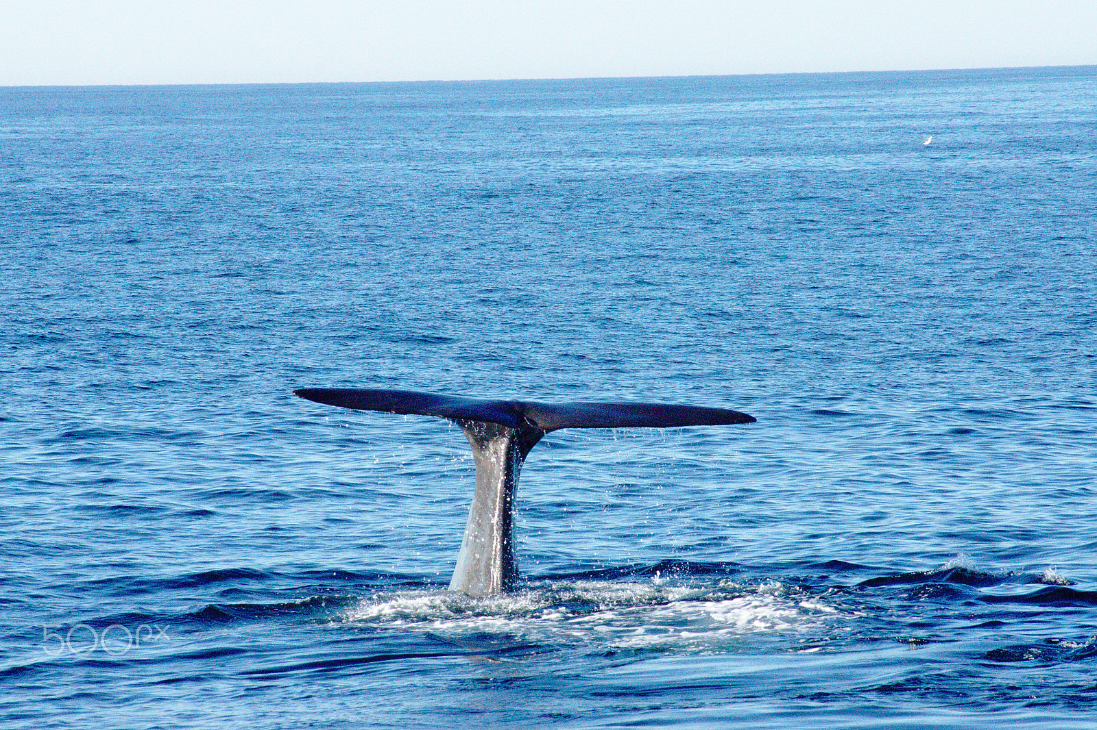Sony Alpha DSLR-A500 sample photo. Sperm whale in a dive photography