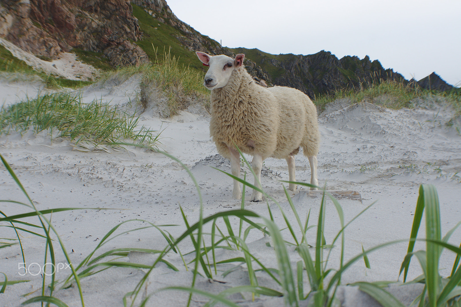Sony Alpha DSLR-A500 sample photo. Lamb on the beach photography