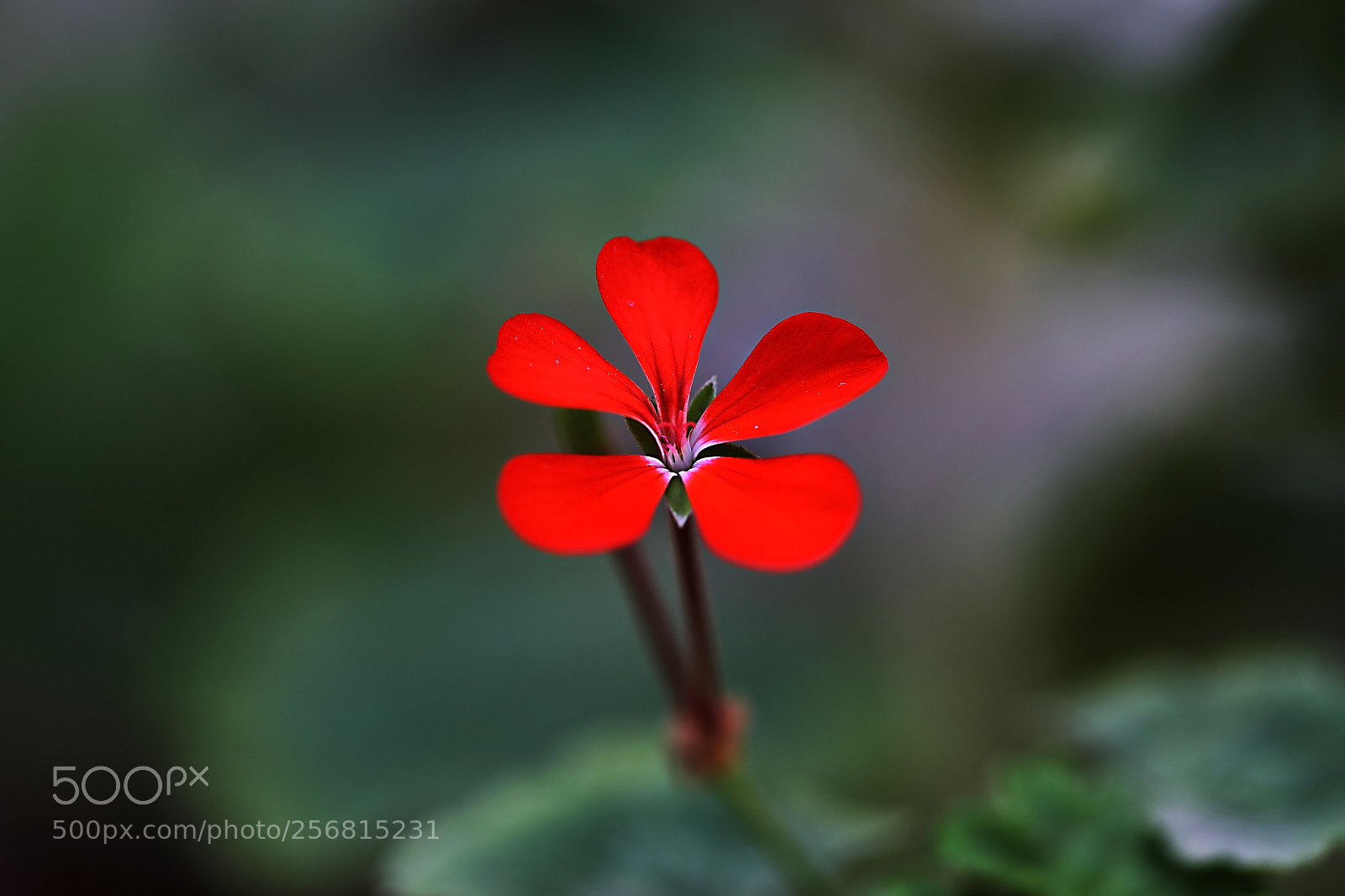 Canon EOS 6D sample photo. Geranium... photography