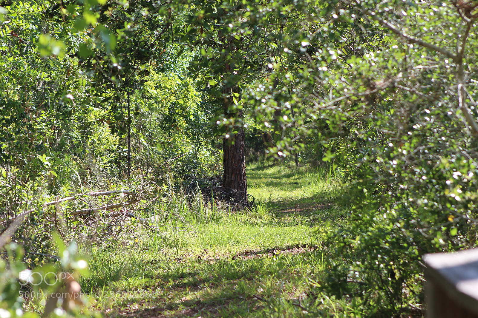 Canon EF 75-300mm f/4-5.6 sample photo. Trail in the woods photography
