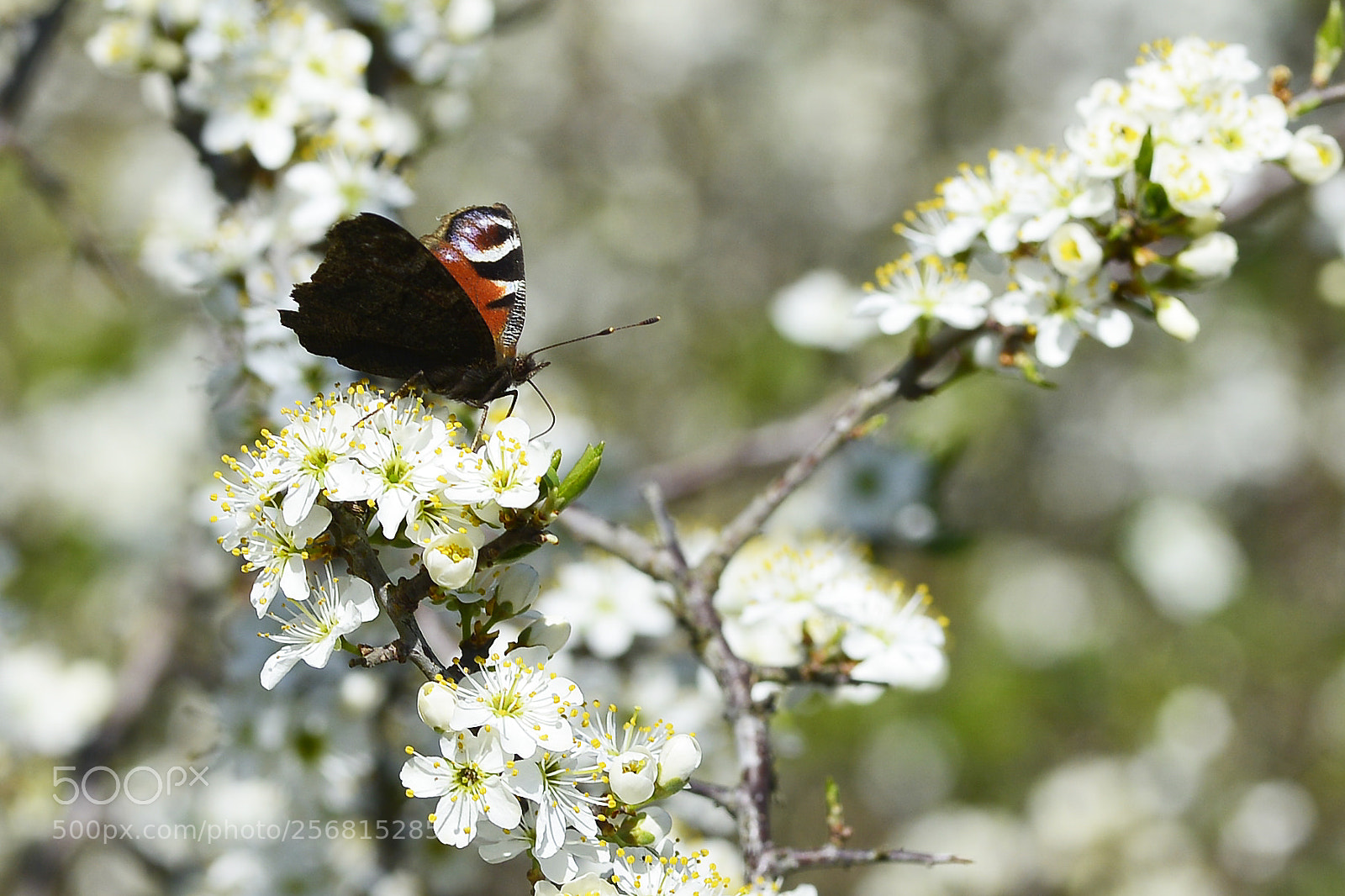 Nikon D800 sample photo. European peacock photography