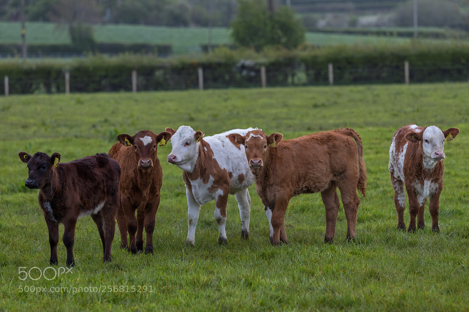 Canon EOS 80D sample photo. Suckled calves photography