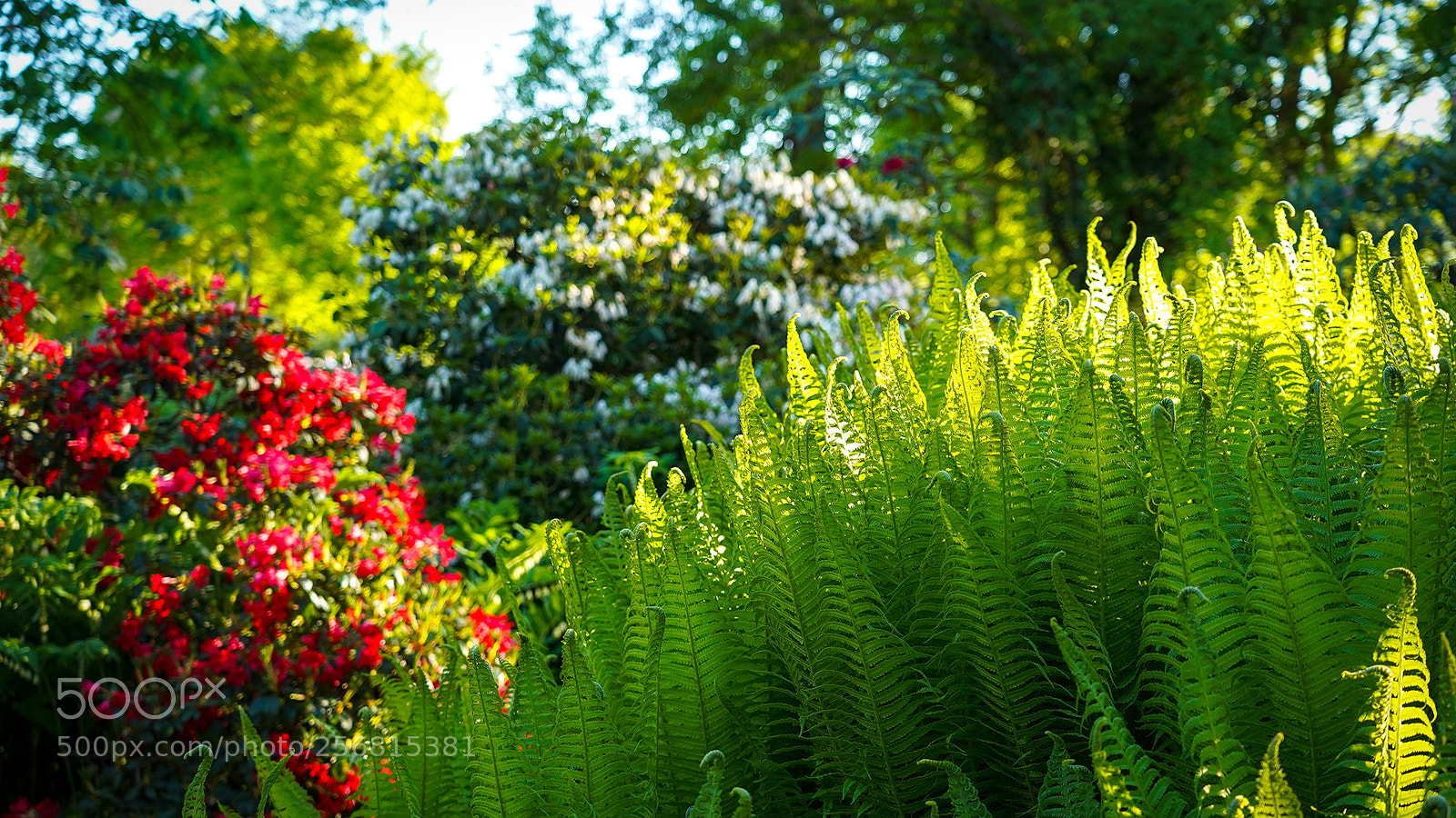 Sony a7 III sample photo. Spring photography