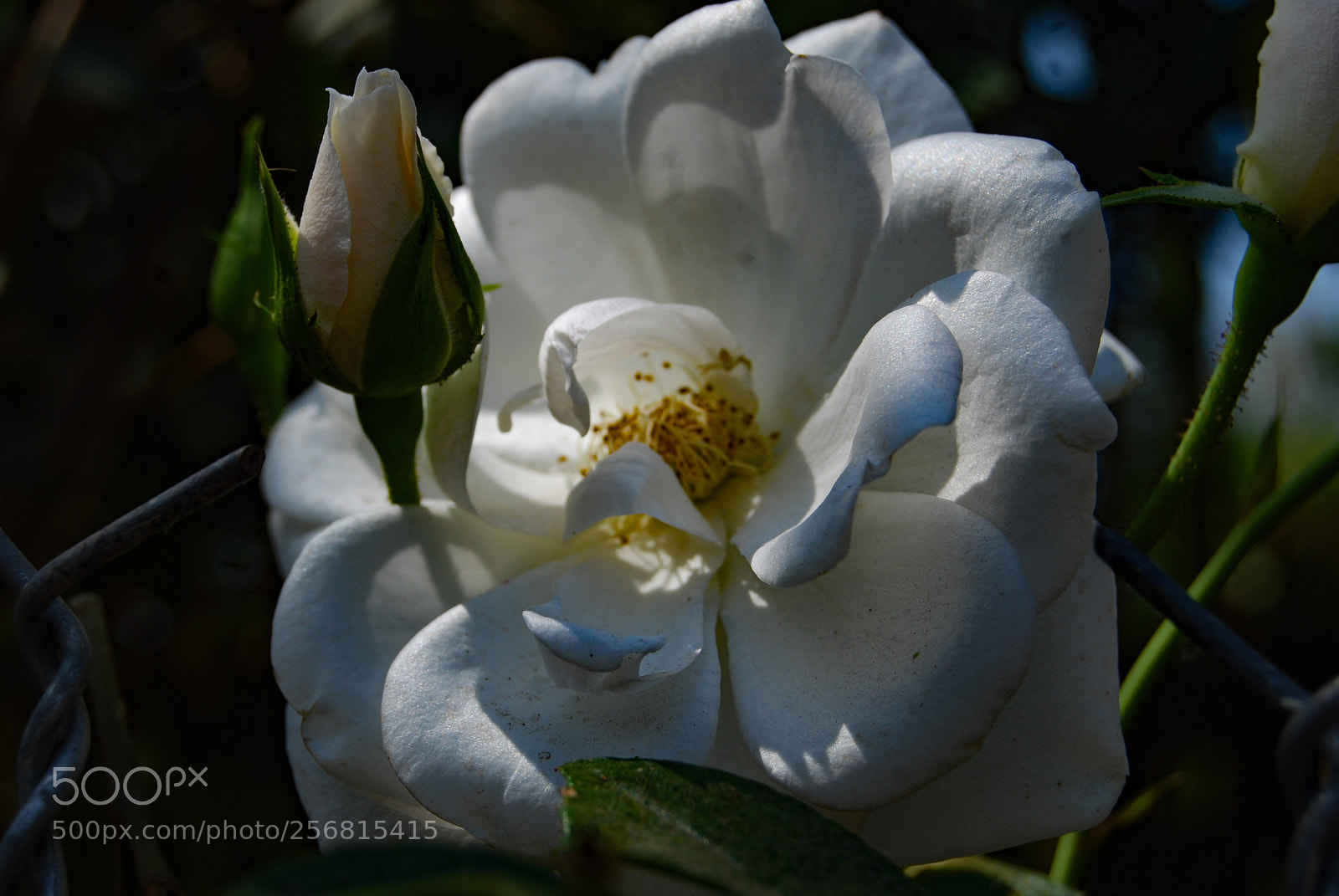 Nikon D40X sample photo. Son photography