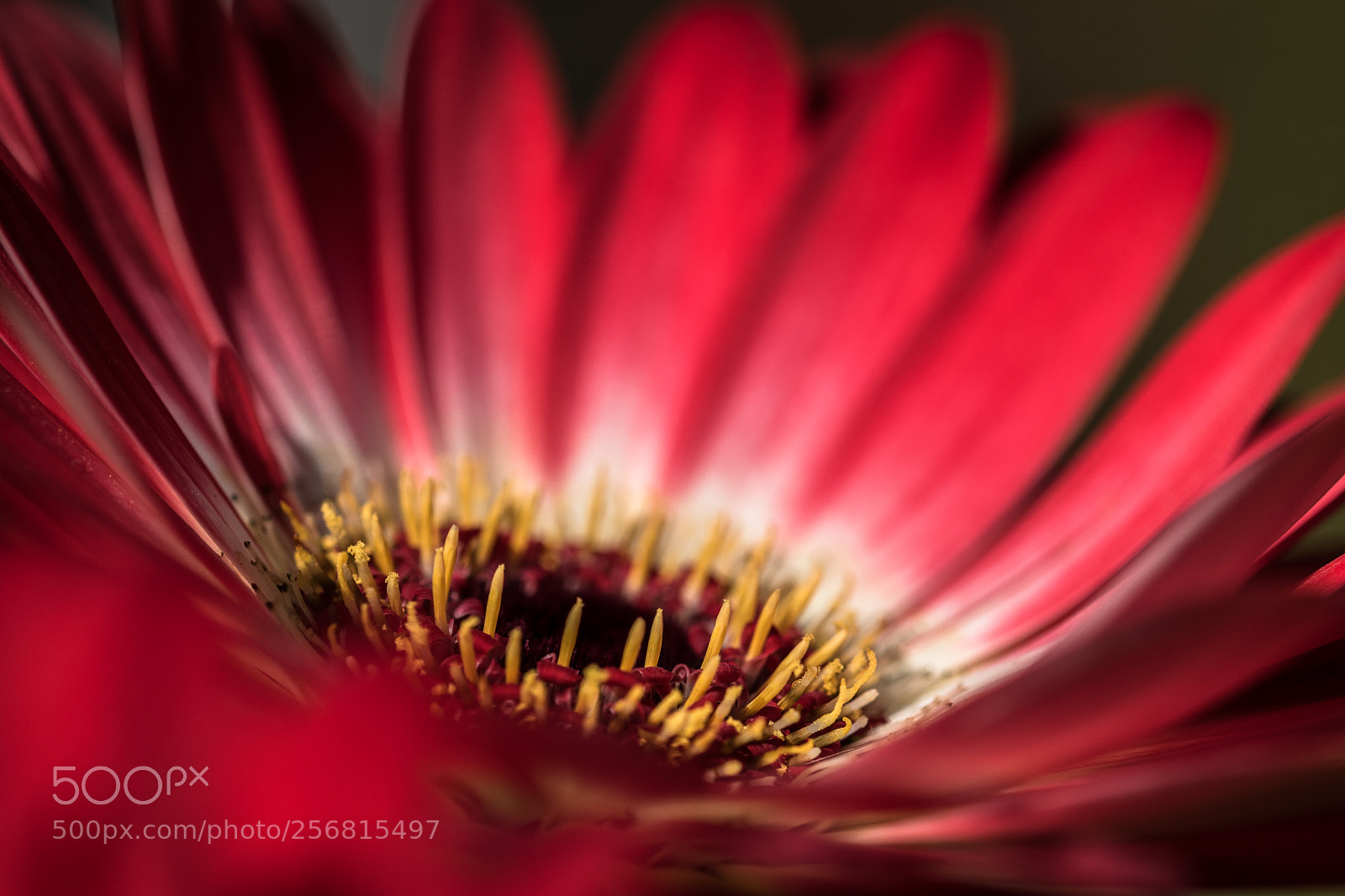 Nikon D5500 sample photo. Flower macro photography