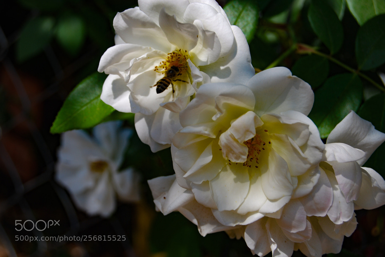Nikon D40X sample photo. Two photography