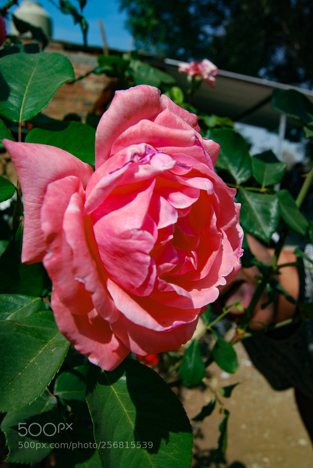 Nikon D40X sample photo. Other pink photography