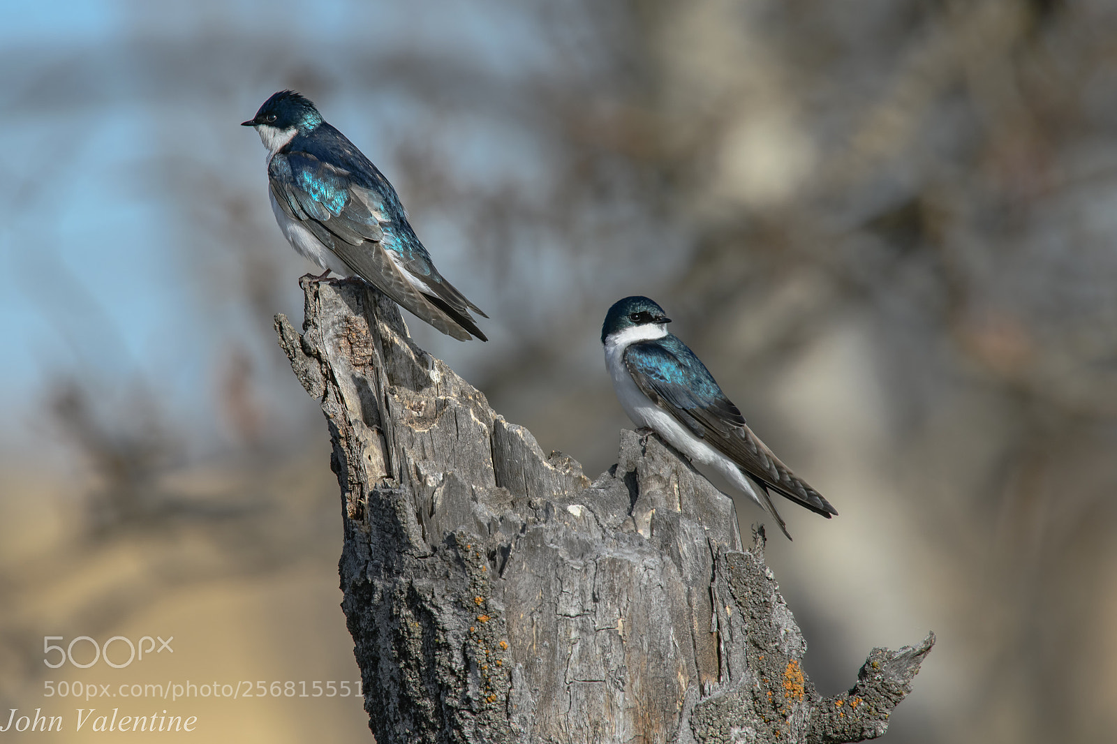 Nikon D850 sample photo. Tree swallow pair photography
