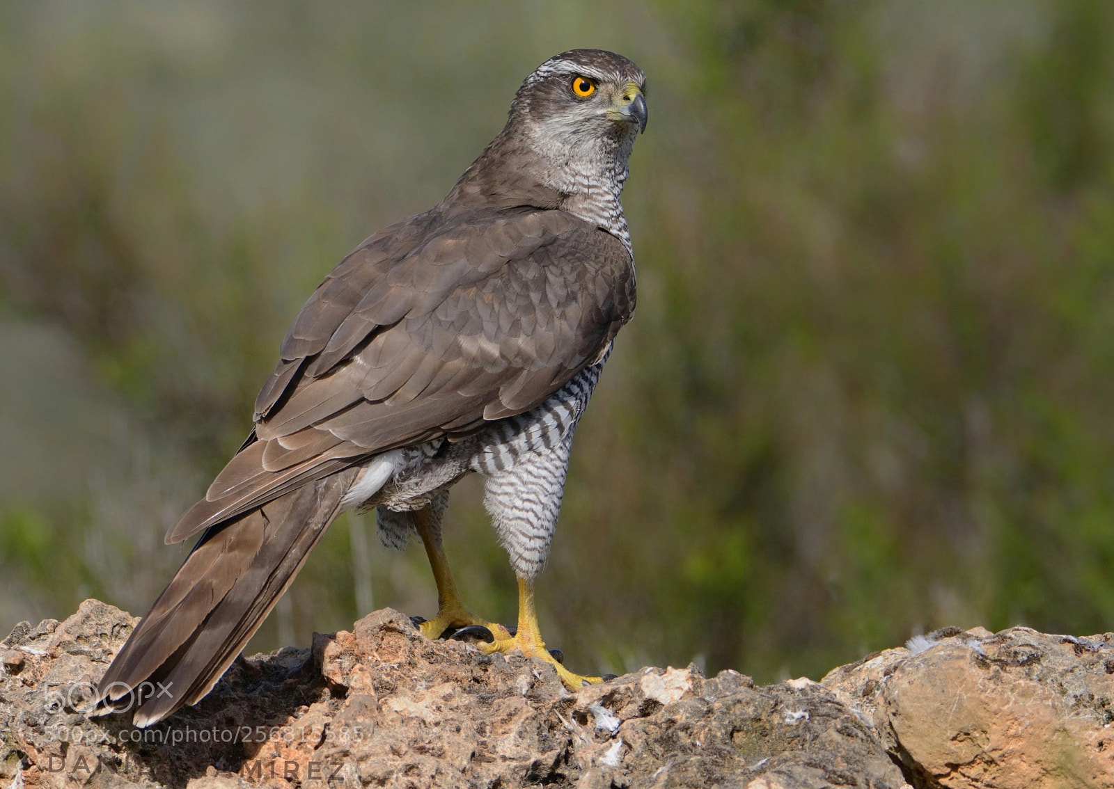 Nikon D7100 sample photo. Azor (accipiter gentilis) photography