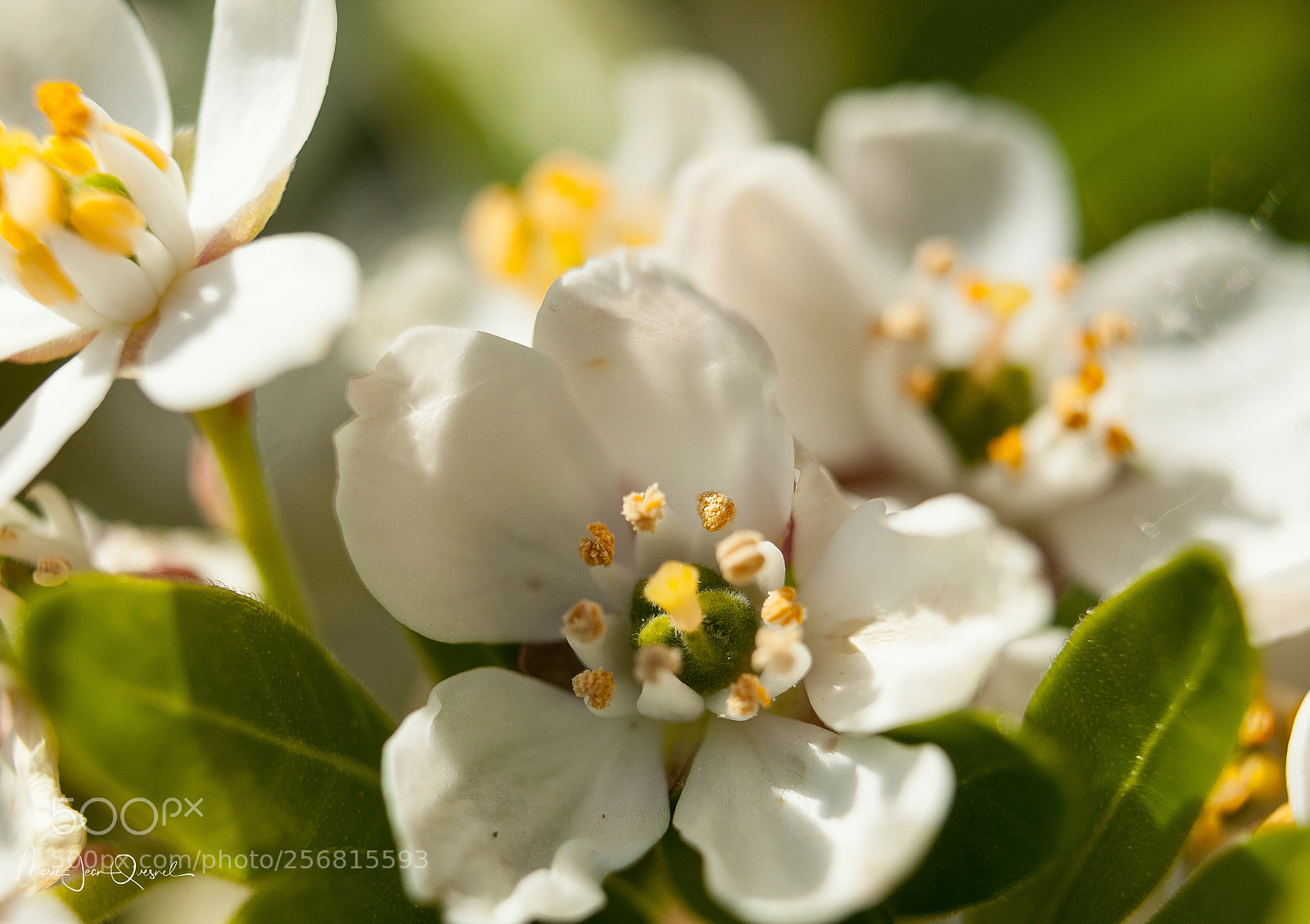 Canon EOS 5D Mark II sample photo. Fleur d'oranger du mexique photography