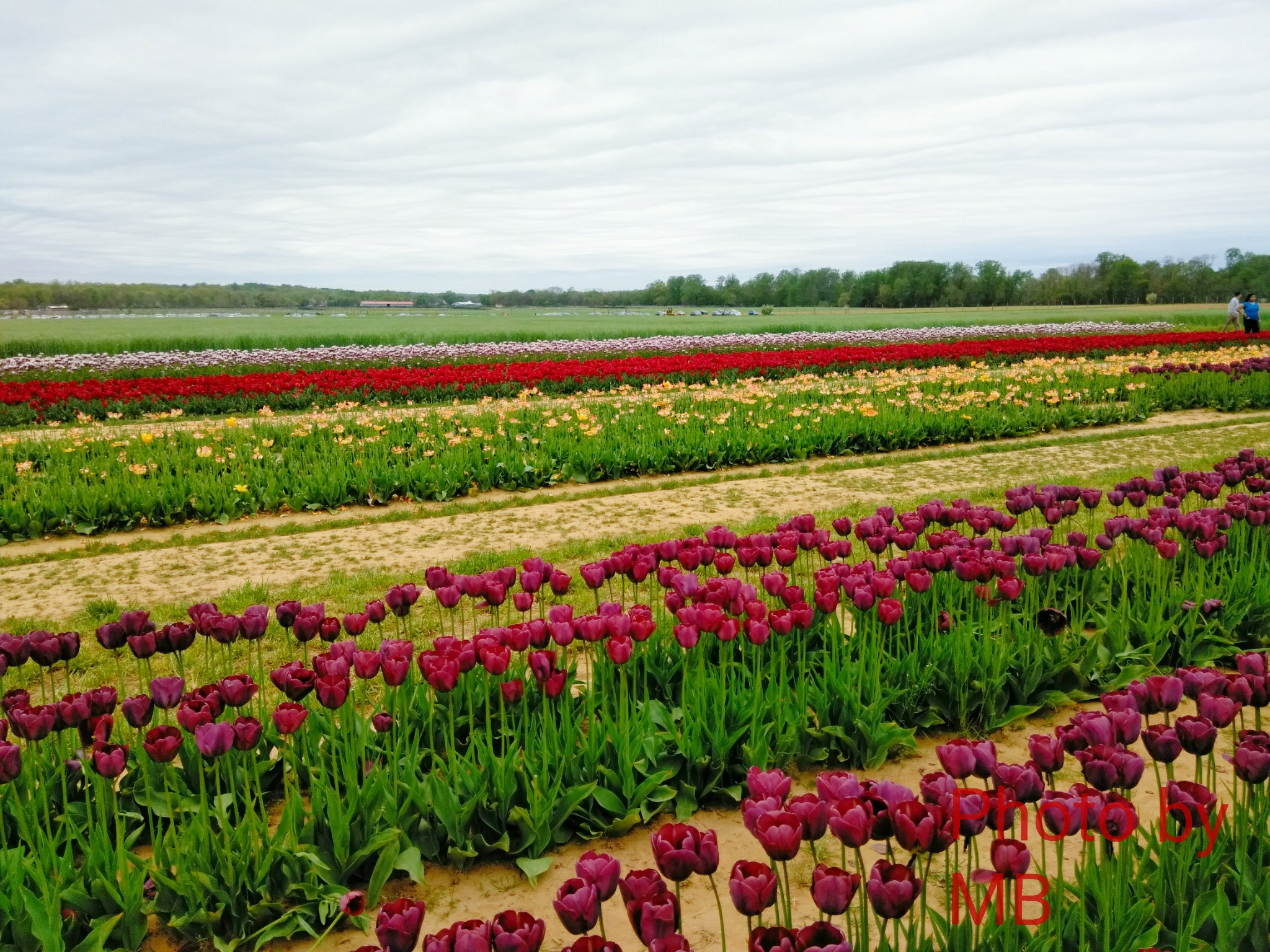 ZTE BLADE ZMAX sample photo. Tulip fields photography