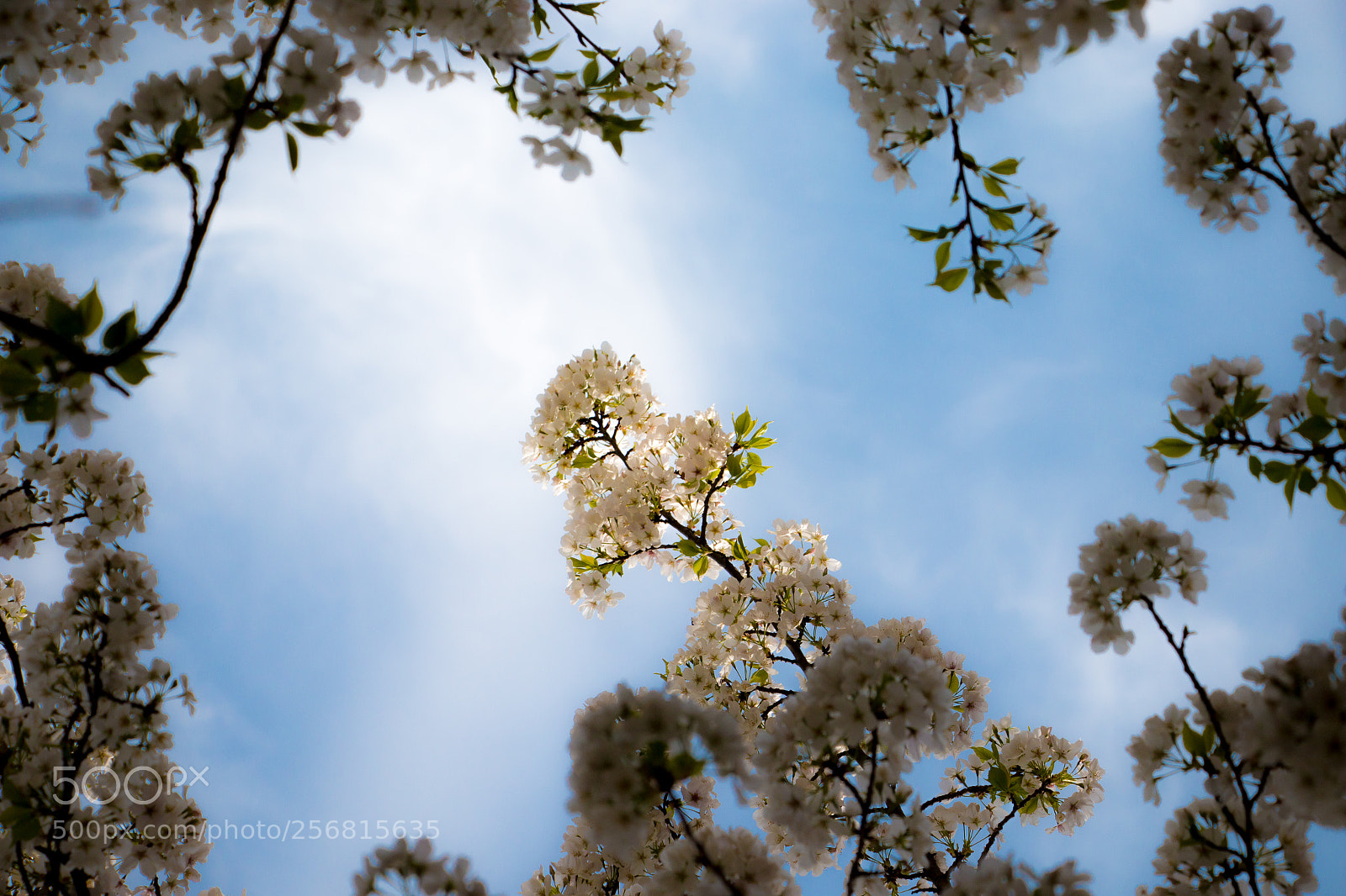 Canon EOS 70D sample photo. Sakura photography