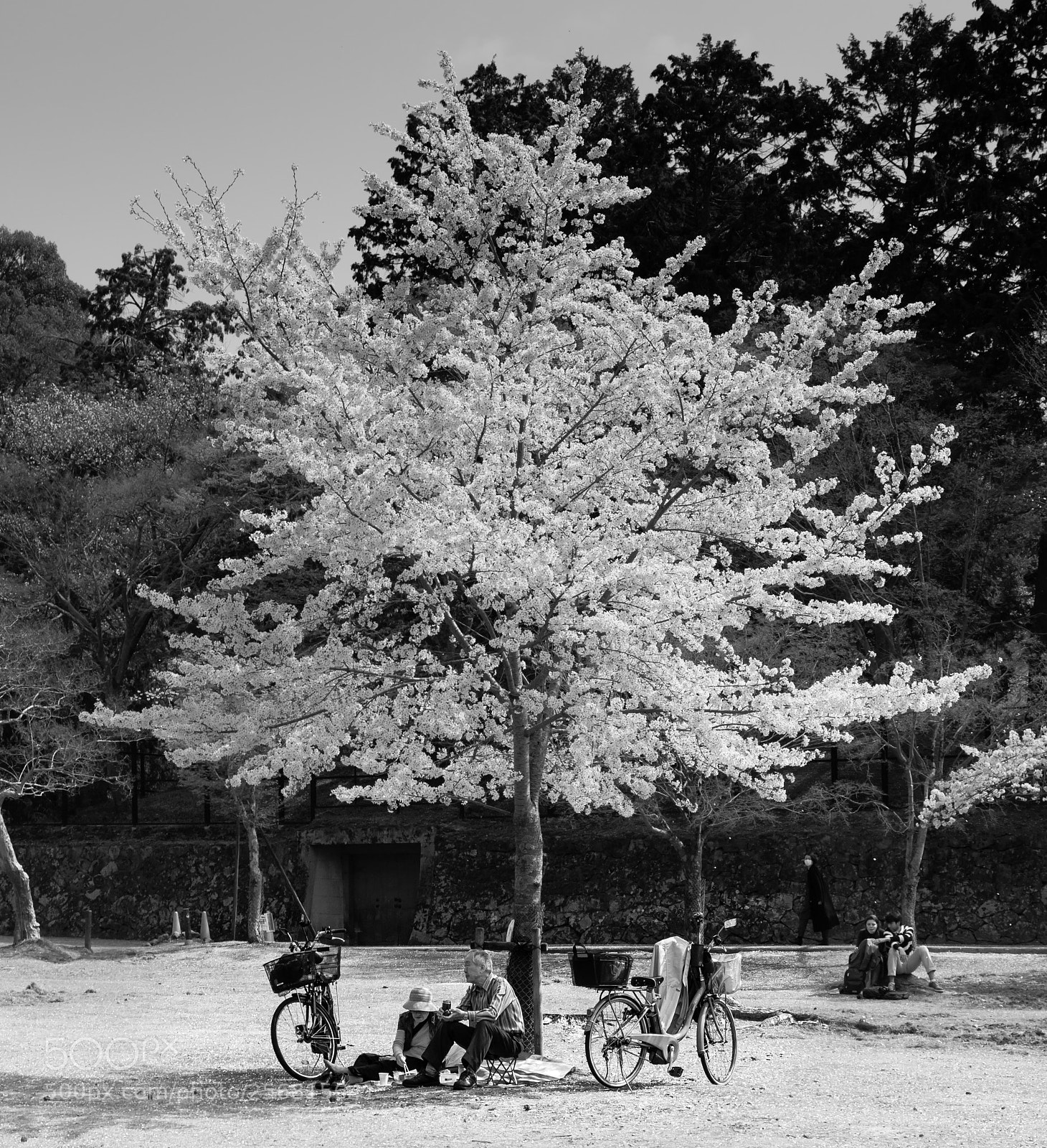 Canon EOS 70D sample photo. Cherry tree shade photography