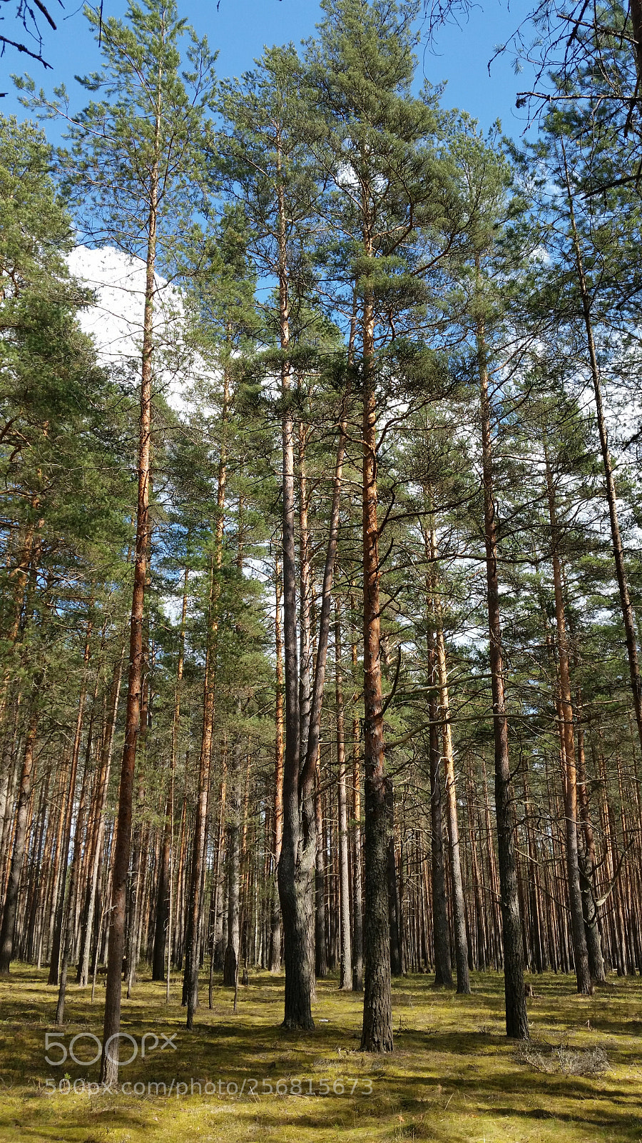 Samsung Galaxy S5 sample photo. Сосны. photography