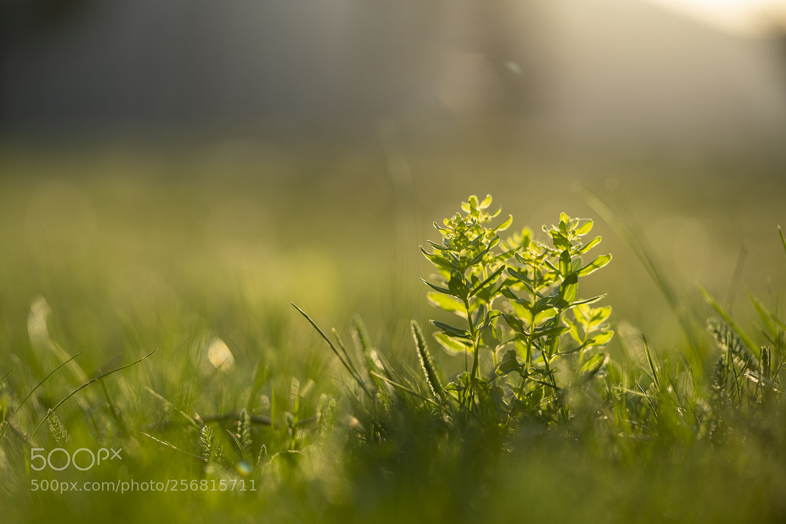 Sony a7 III sample photo. Grass photography