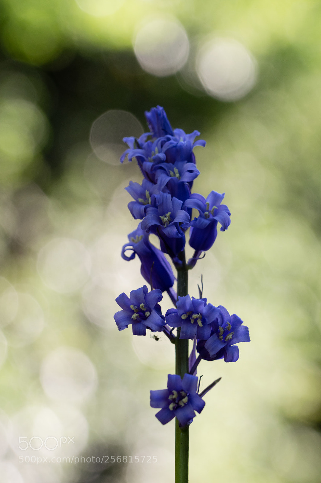 Nikon D3300 sample photo. Bluebell bokeh photography