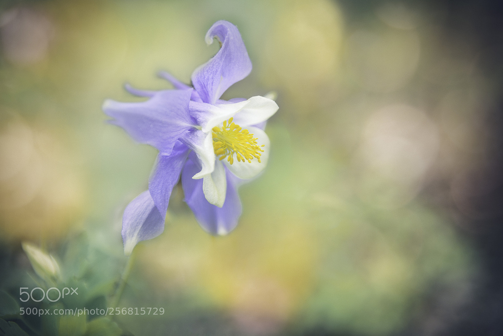 Nikon D600 sample photo. Aquilegia photography