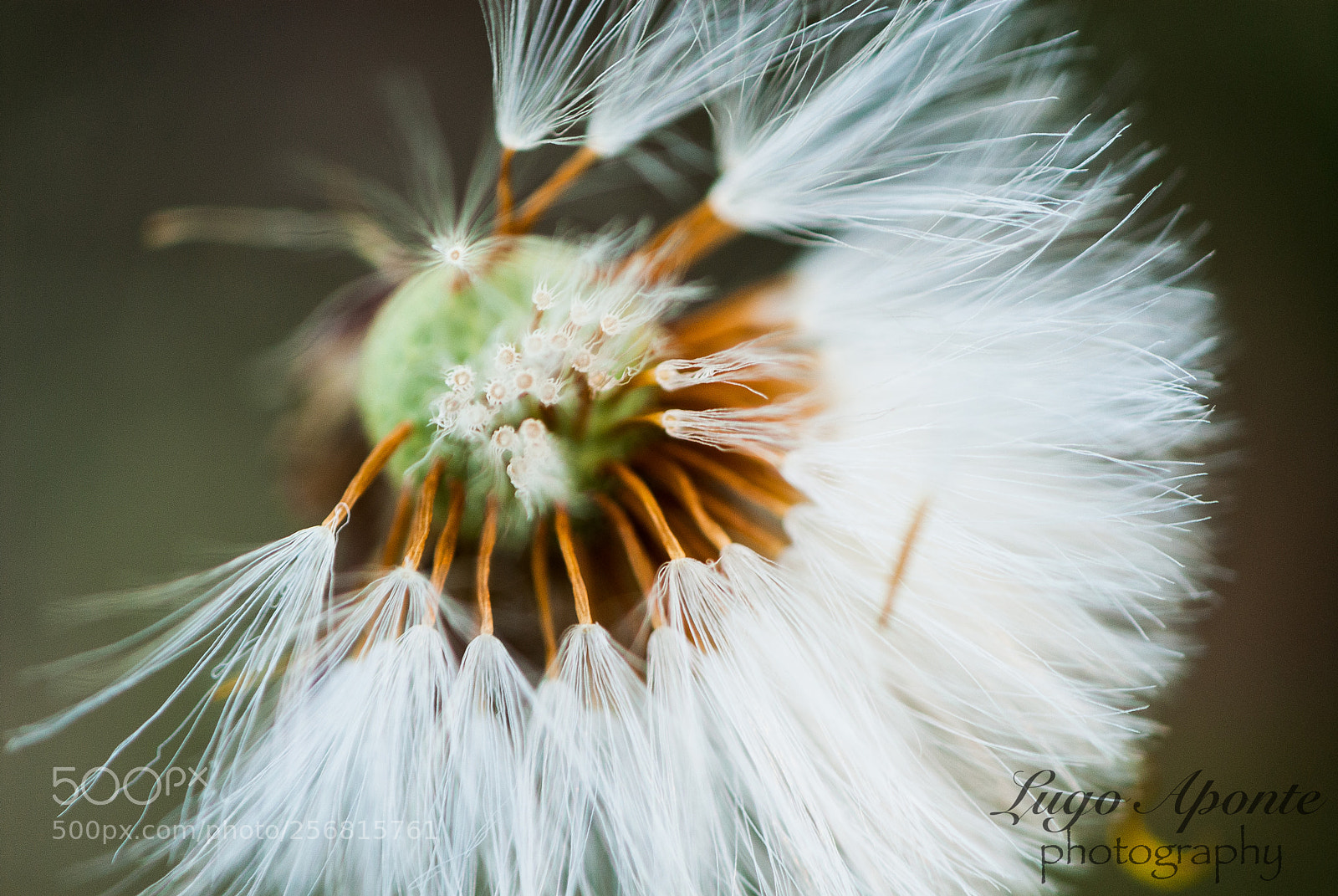Nikon D200 sample photo. Fluffy photography