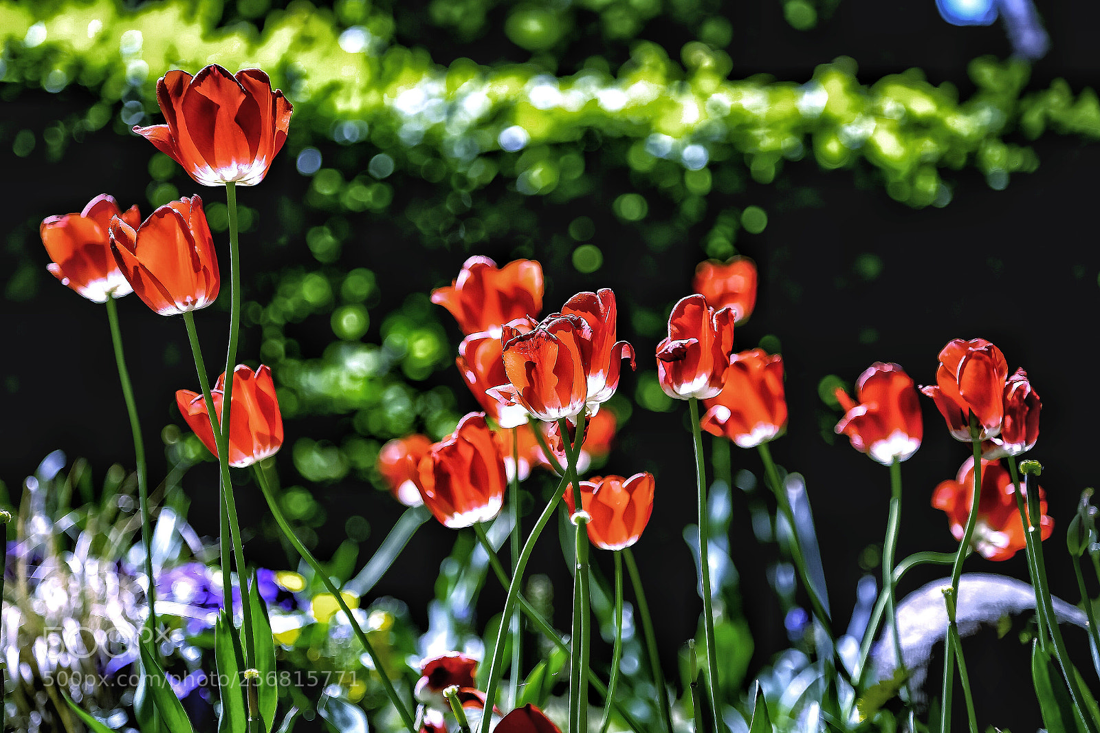 Canon EOS 6D sample photo. Red tulips for zuma photography